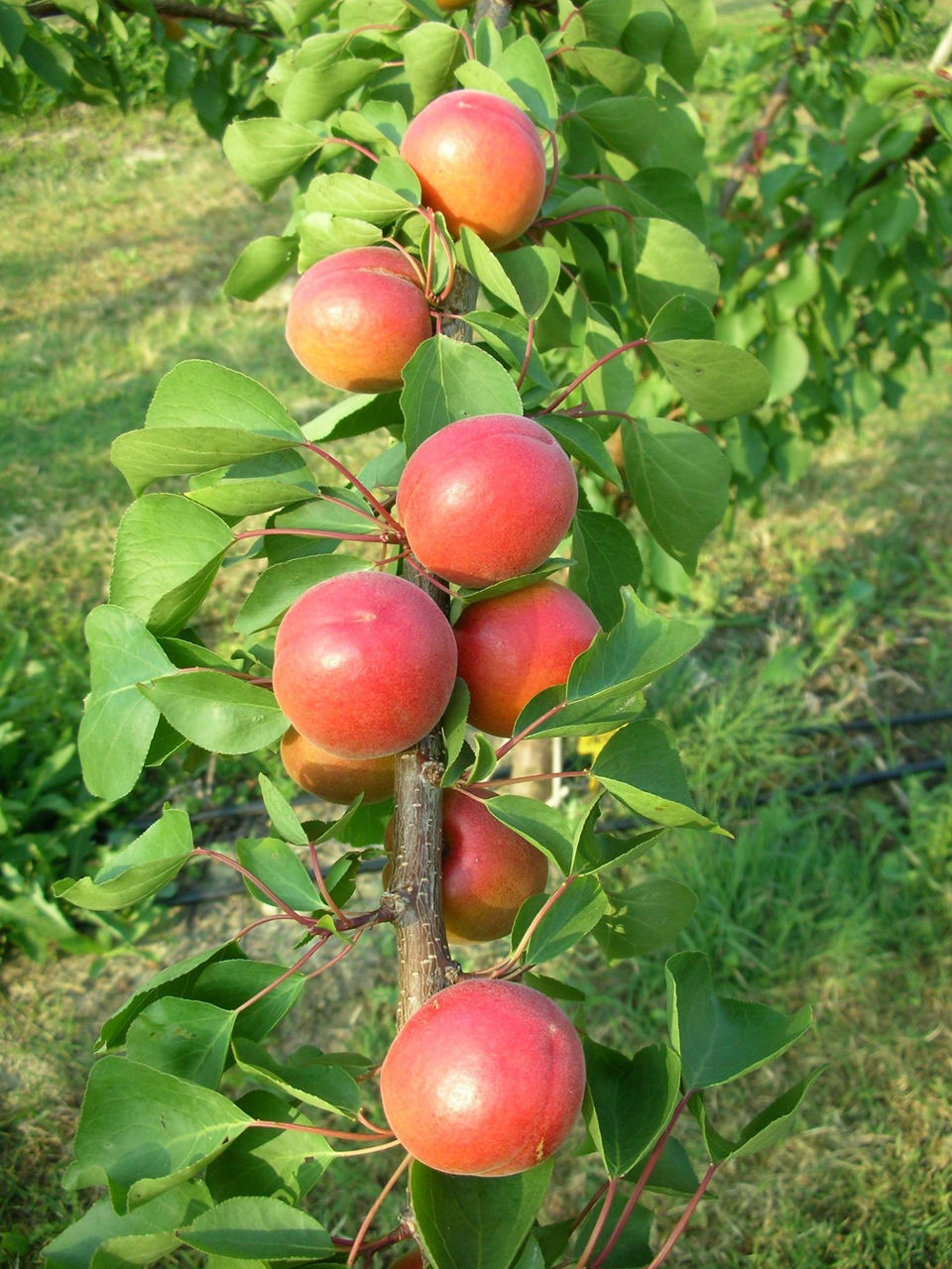Pomi fructiferi ! Cais ( abricos ) , cireș , prăsad  și alte specii... foto 15