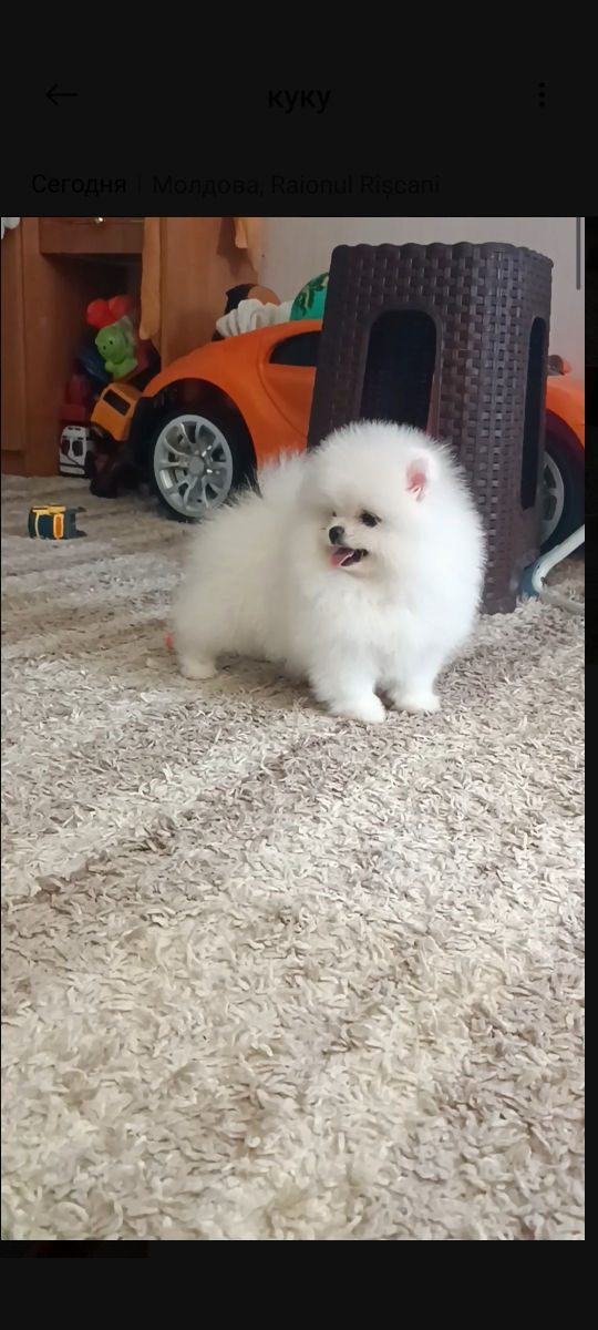 Крошки Mini toy Spitz Pomeranian foto 0