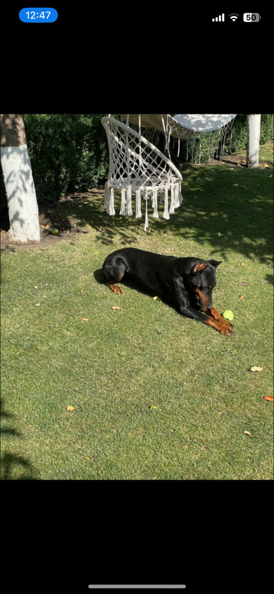 Doberman  foto 7