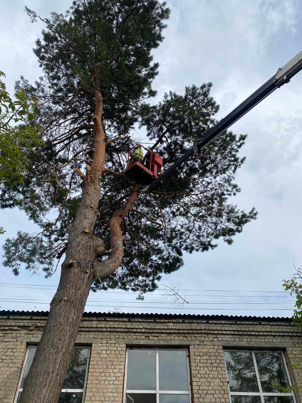 Servicii profesionale de defrișări! foto 10