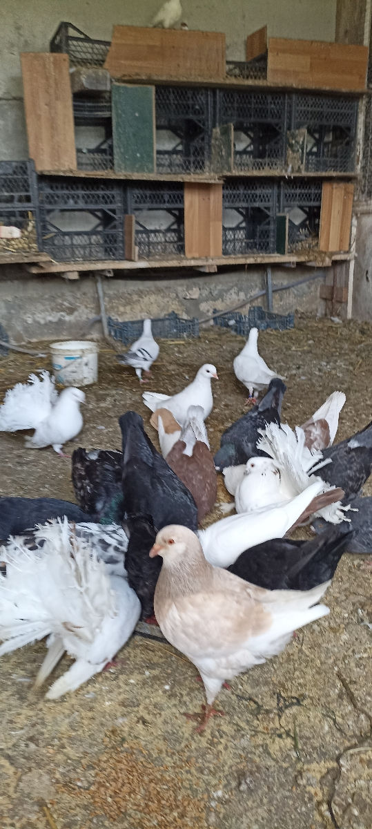 Hulubi ,porumbei.Schimb.  Puișori la 50 leibucata. foto 9