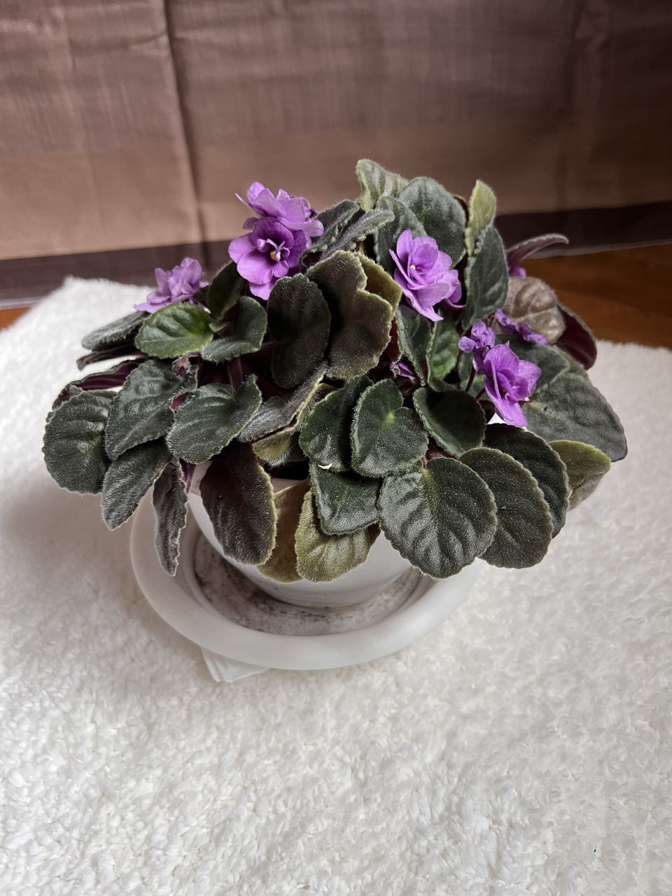 Недорого продам комнатные растения foto 1
