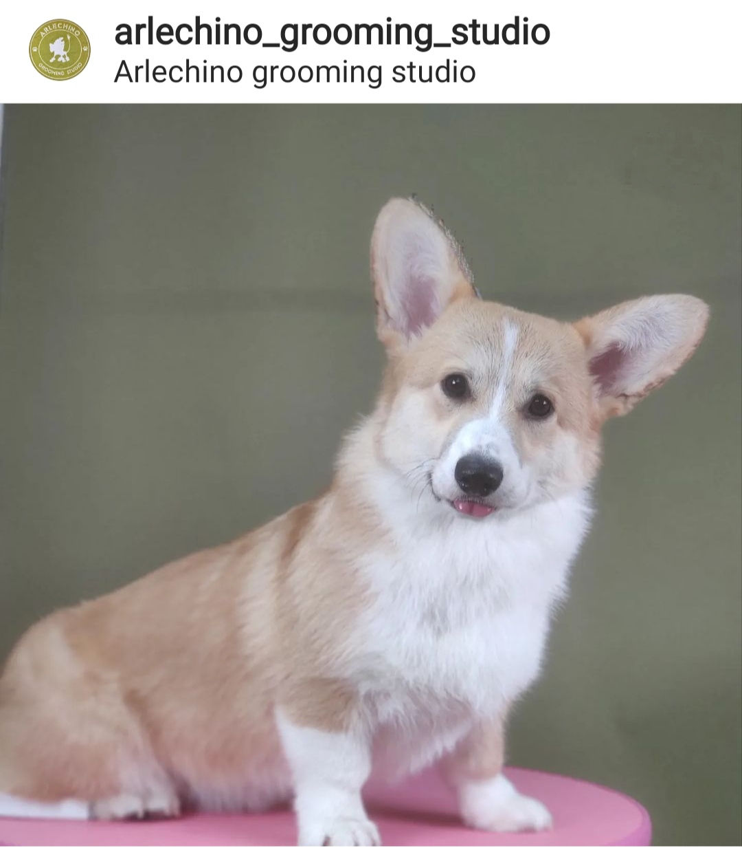 "Arlechino Grooming Studio". Буюканы. Стрижка собак и кошек. foto 8