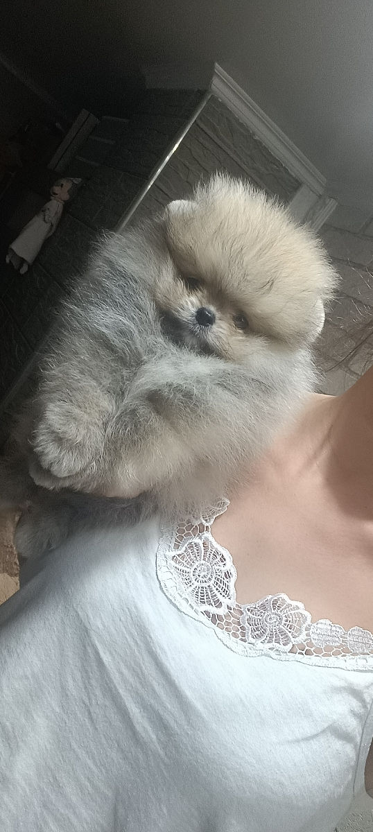 Срочно!!!spitz pomeranian(mini toy) foto 2