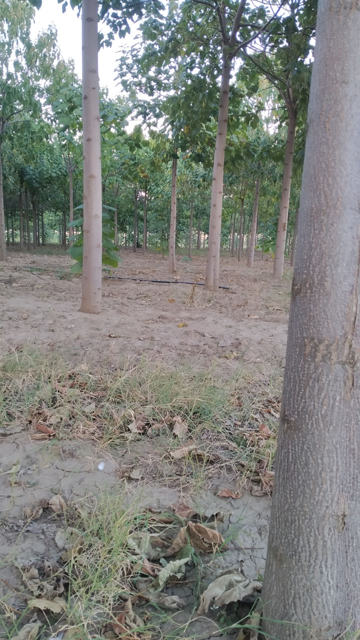 Paulownia фото 4