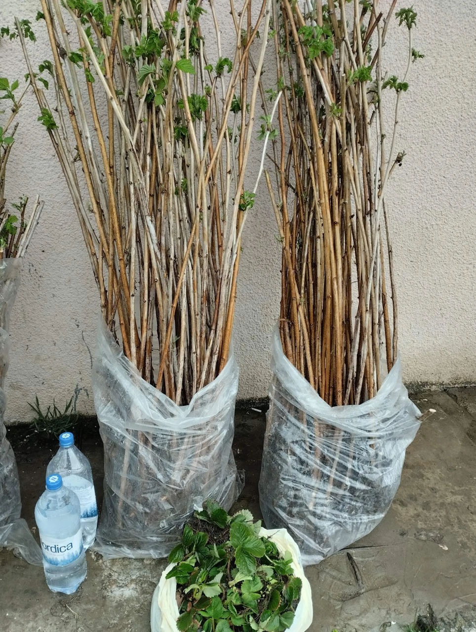 Vindem zmeura(malina)"Tarusa-copac',cel mai voluminos si roditor soi.foto reale la butasi. foto 5
