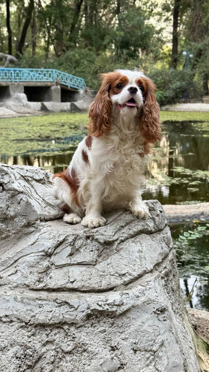 Кавалер чарльз кинг спаниель Cavalier King Charles Spaniel foto 3