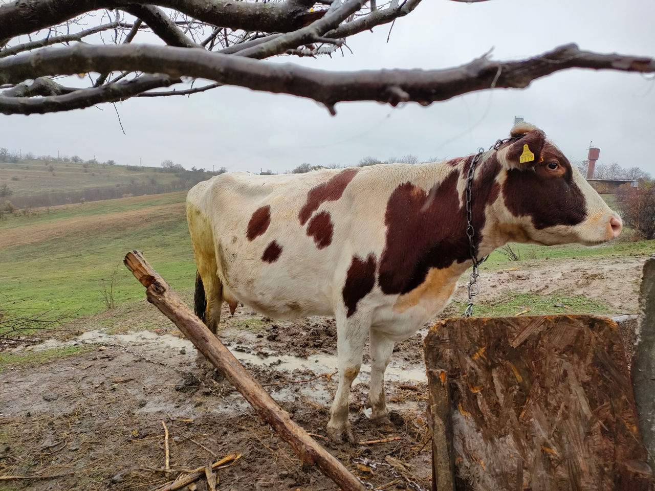 Vaca a fata