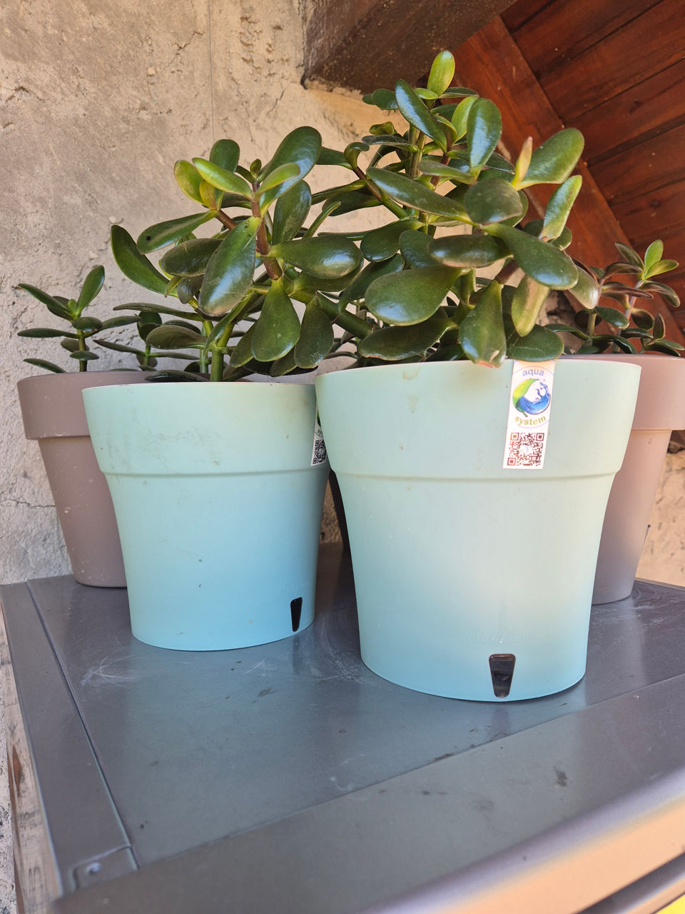 Vand floarea ce aduce bani in casa! Cadou excelent ! foto 4