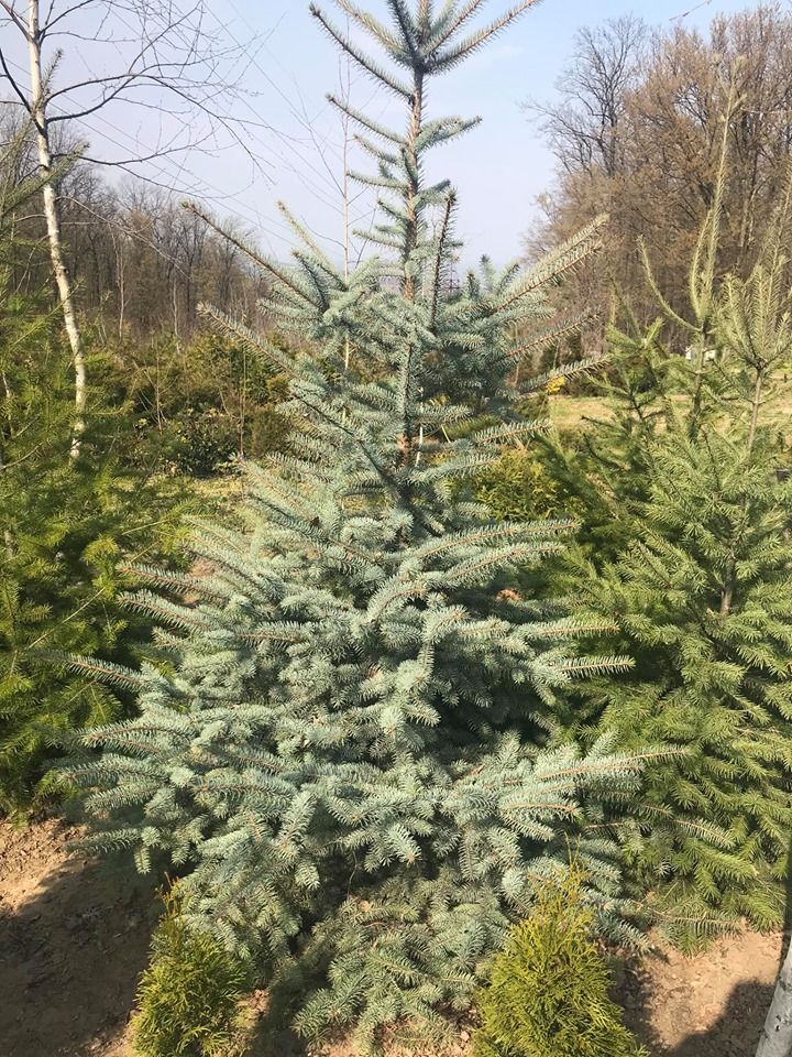 Brazi/molid/pini  ель пихта  si multe alte specii de plante decorative foto 2