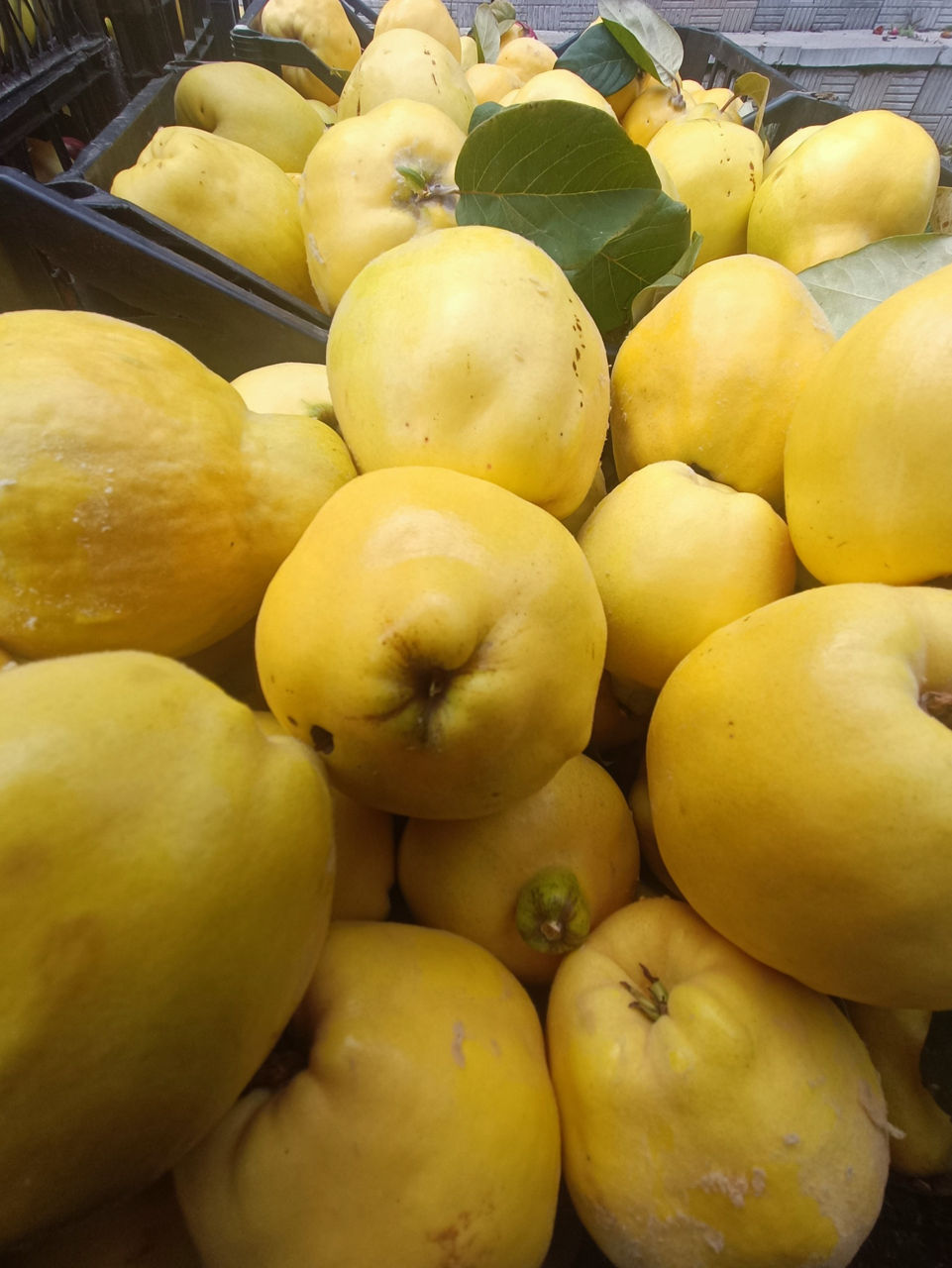  Copăcei ! / Саженцы ! Cais ( abricos ) soiul   Bebeco -  ( soi grecesc ) ... foto 13