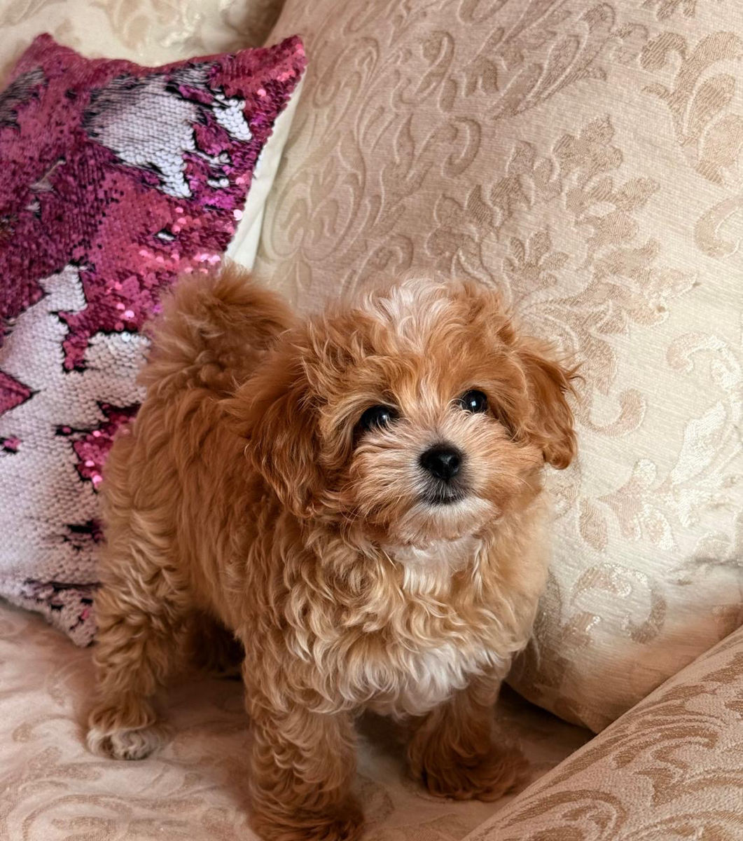 VIP девочка Maltipoo фото 2