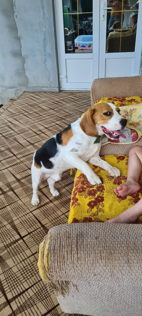 Mascul Beagle La împerechere foto 2