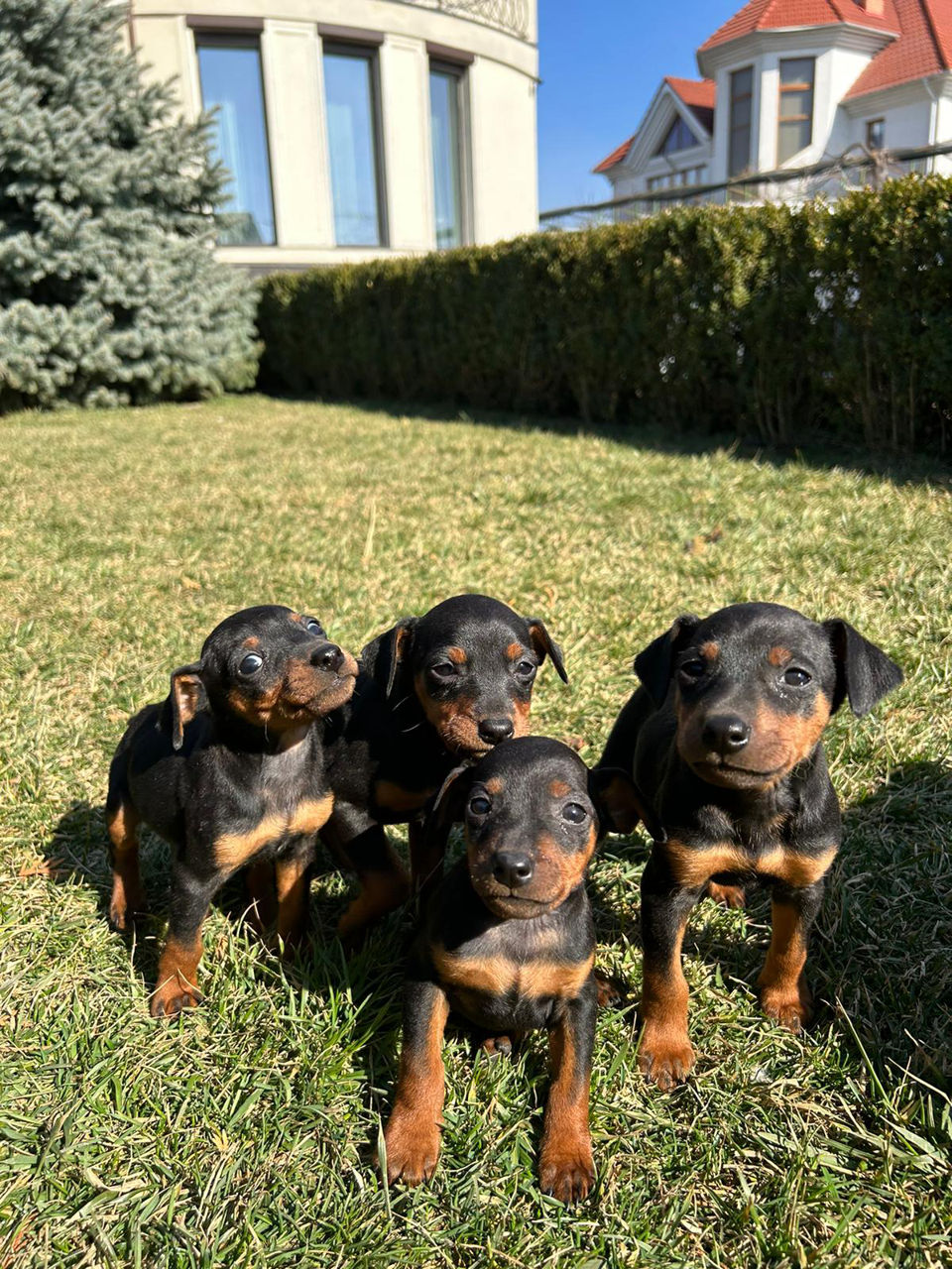 Zwergpinscher foto 4