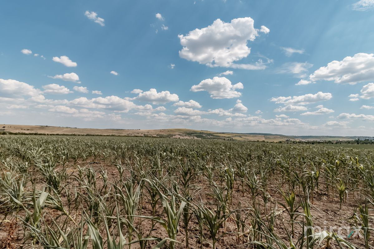 Spre vânzare teren, destinație agricolă amplasat în s. Sângera foto 5