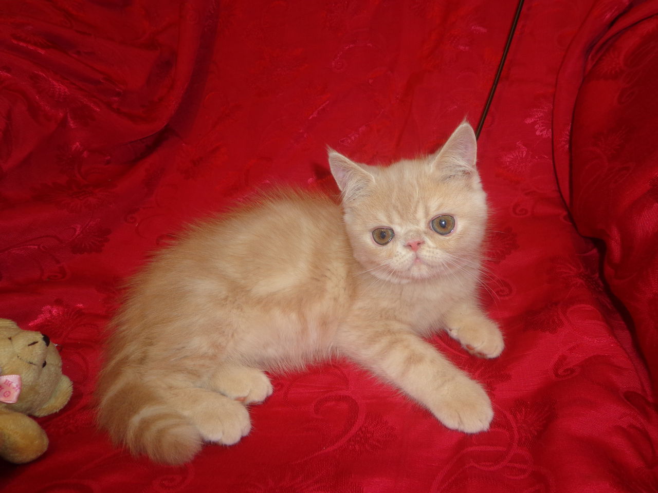 Купить Котенка Экзота Екатеринбург