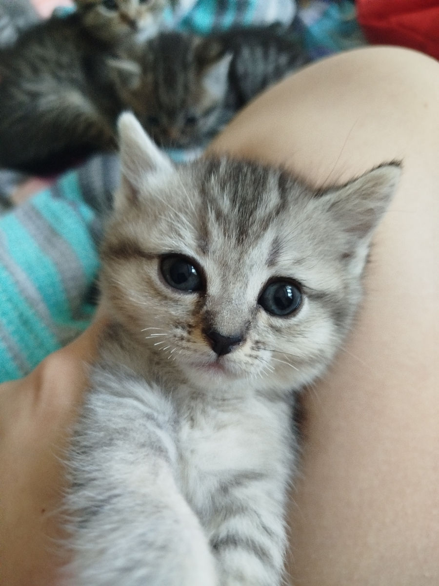 VAND PISICI foto 2