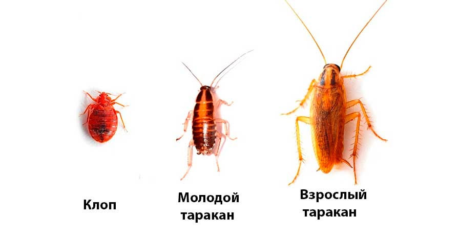 Dezinsectie scapam de insecte - ploșnițe, pureci , gândaci , în Chisinau foto 1