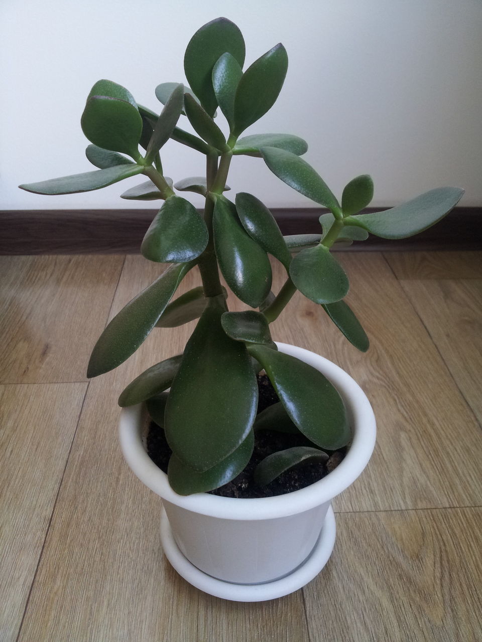 Денежное дерево (30cm)