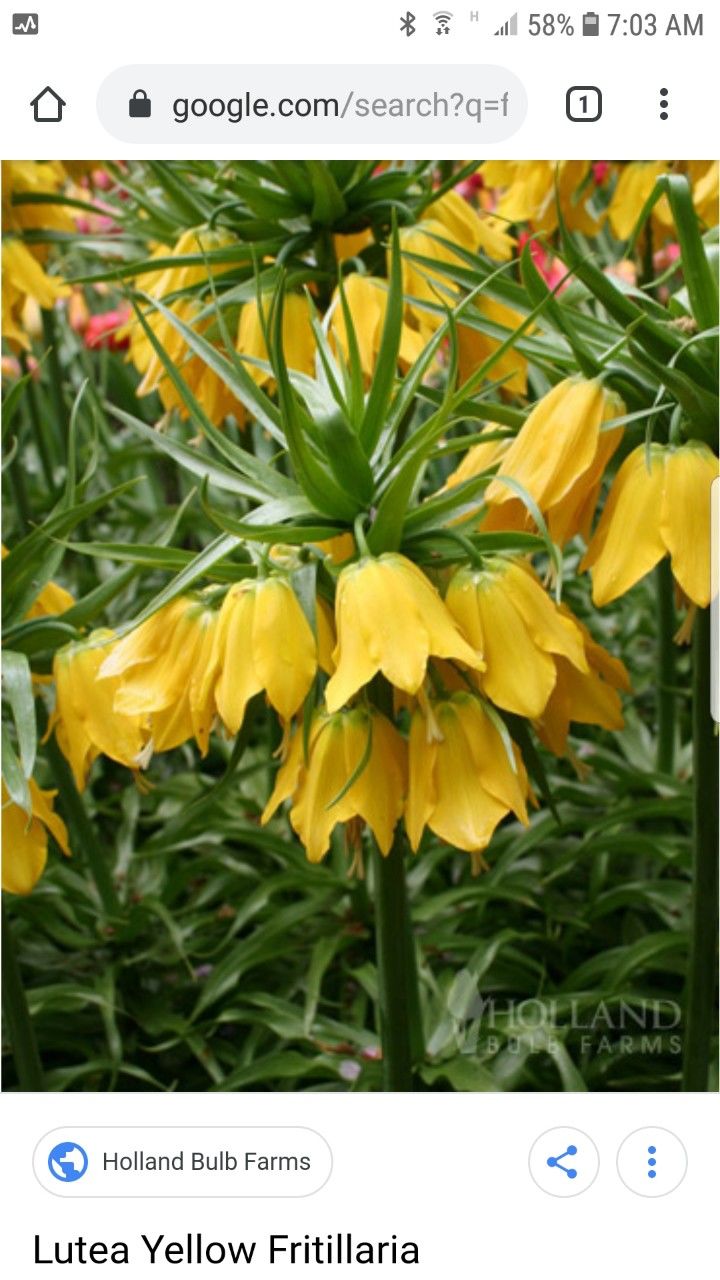 zambile, crocus, lalele, narcis, iris, branduse, fritillaria, muscari foto 1