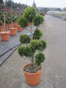Лейландия купрессоципарис Лейланда кипарисовик cupressocyparis leylandii pon pon thuja фото 6
