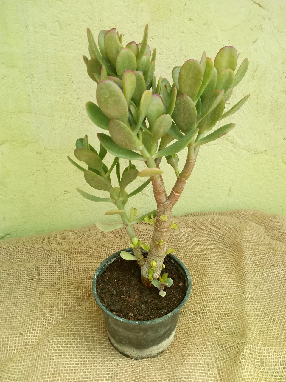 Crassula ovata (Денежное дерево) foto 1