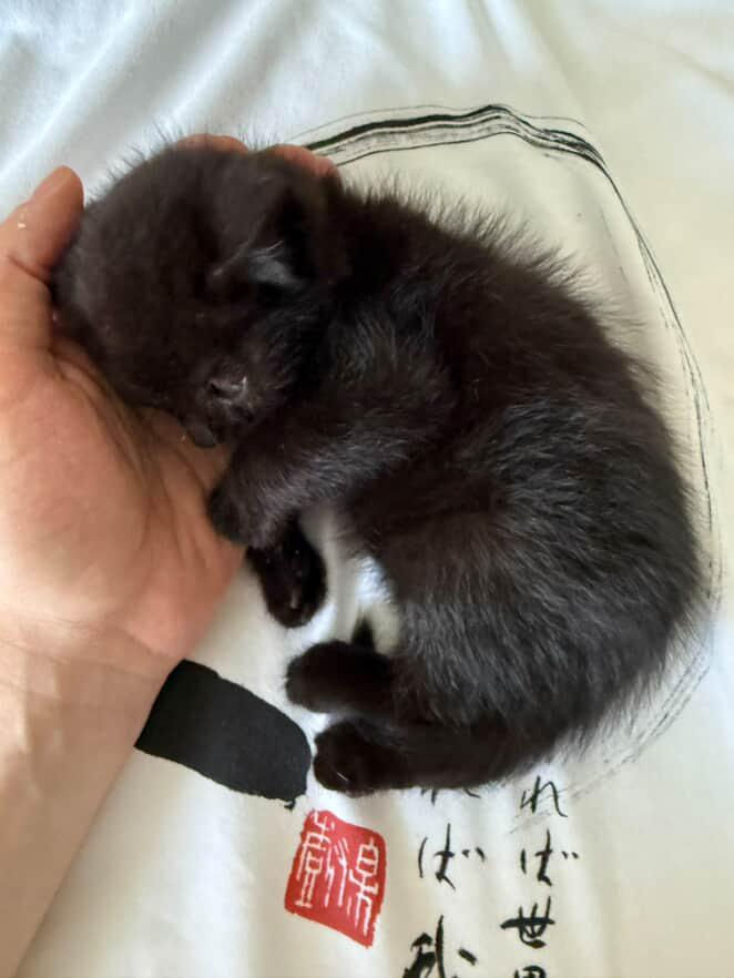 Срочно нужно дом котятам! Помогите спасти малышей foto 4