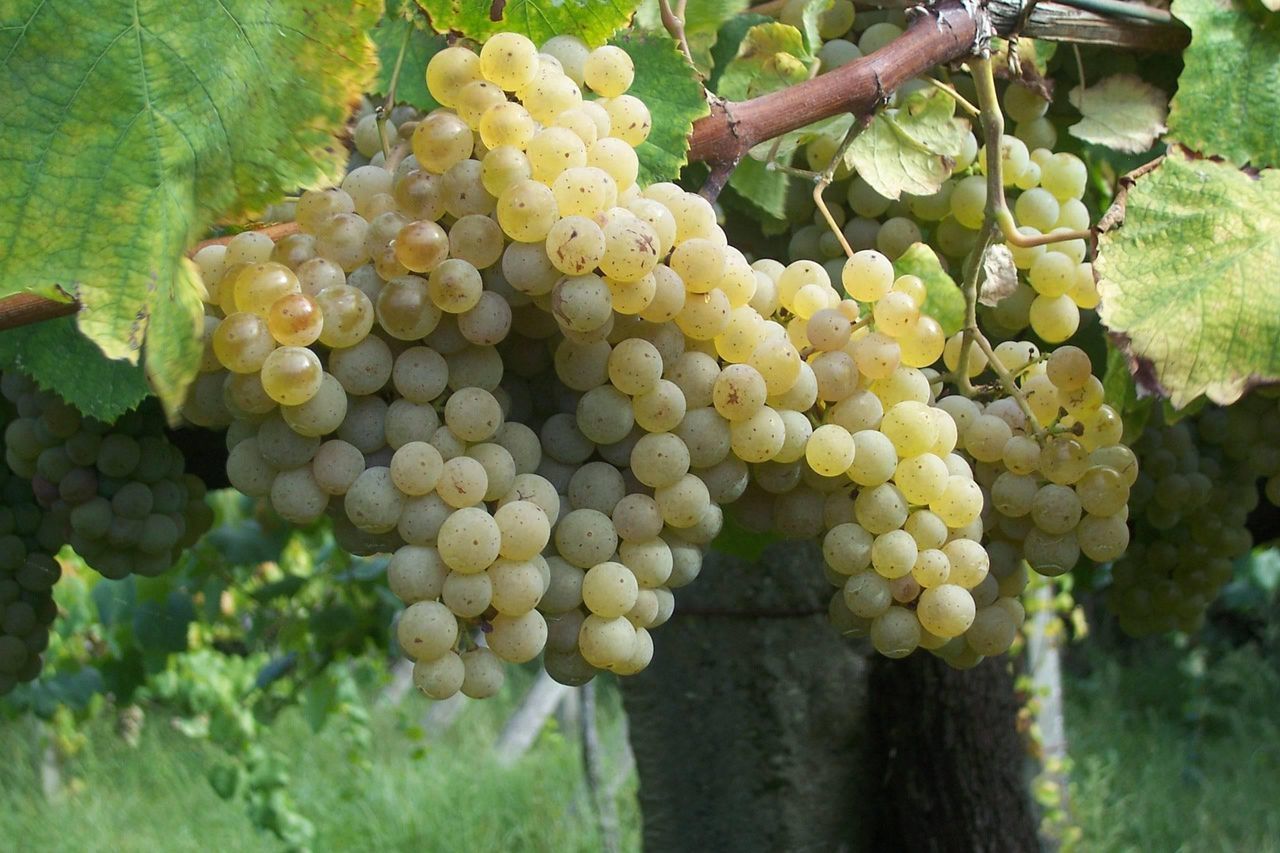 Мускат белый виноград описание и фото