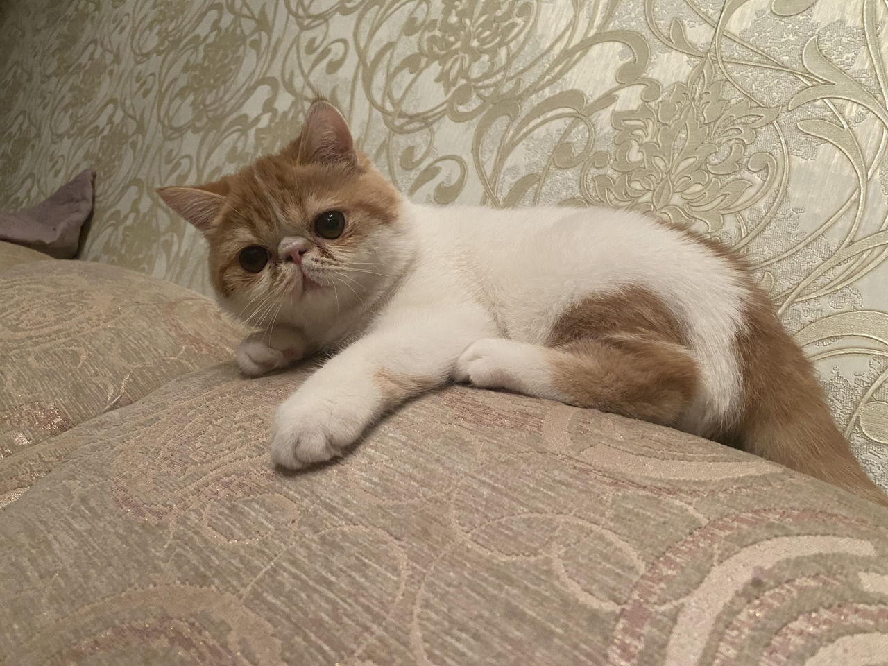 Вязка с чистокровной экзоточкой