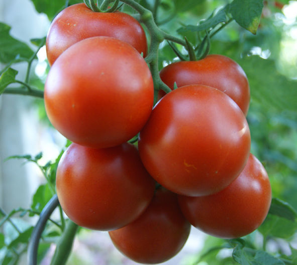 Rasada de tomate/ patlagele/ помидоры/ rosii. foto 1