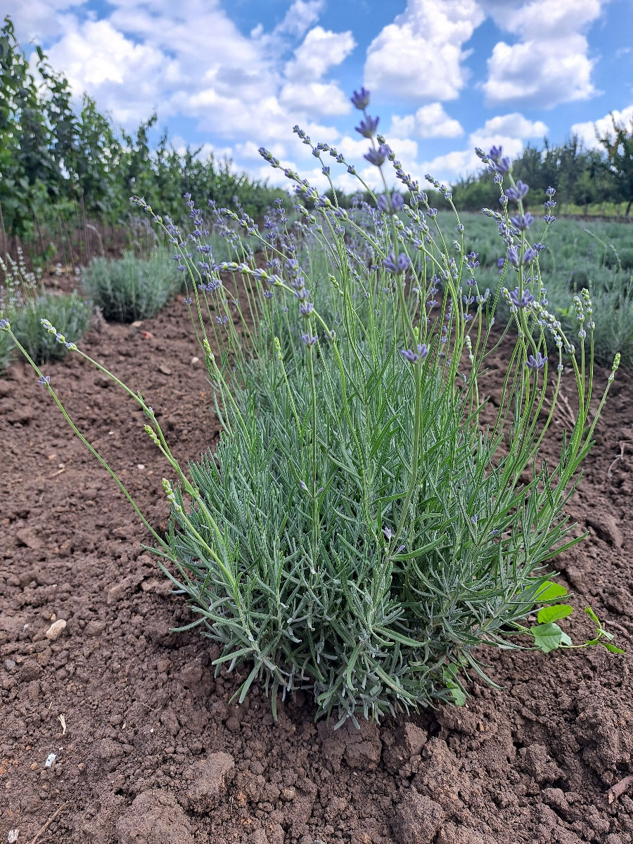 Lavanda foto 2