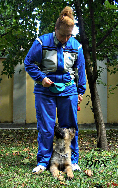 Воспитание и дрессировка собак - Бельцы foto 5
