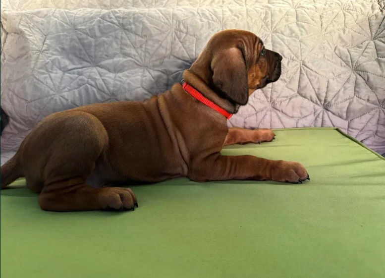 Pui Rhodesian Ridgeback de vânzare foto 4