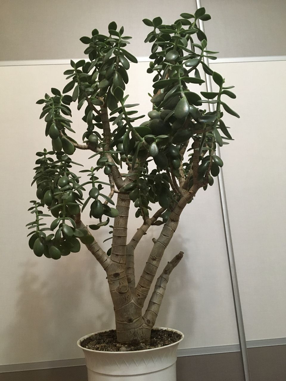 Vind Crassula / copacul banului / planta norocoasa! Продаю Толстянка ...