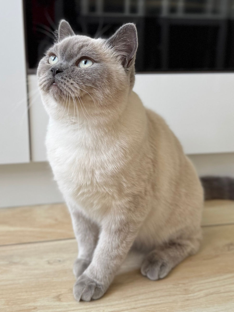 Motan de rasă pentru împerechere ( monta)– invităm pisici acasă la noi.  Кот для вязки ! фото 3