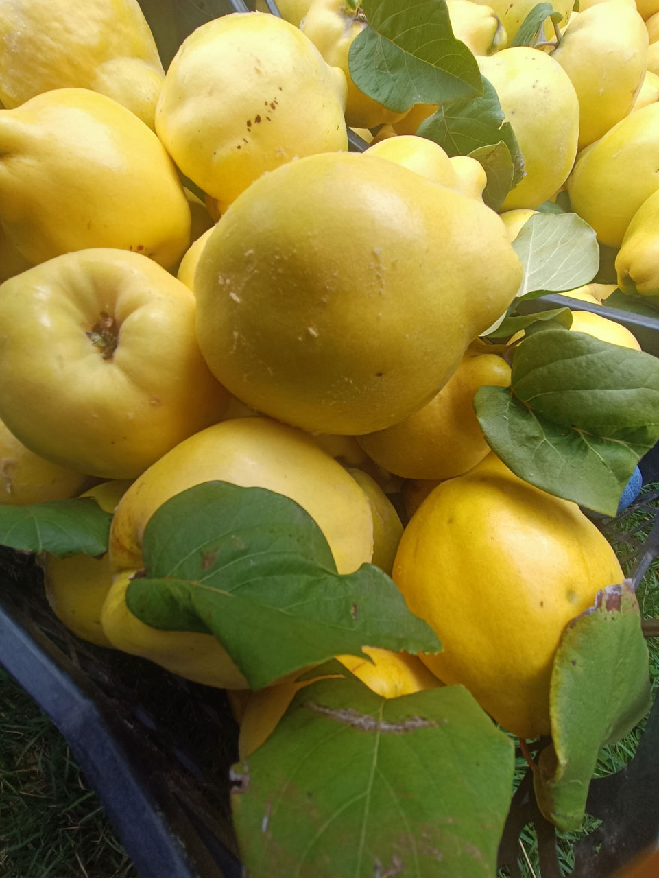  Copăcei ! / Саженцы ! Cais ( abricos ) soiul   Bebeco -  ( soi grecesc ) ... foto 14