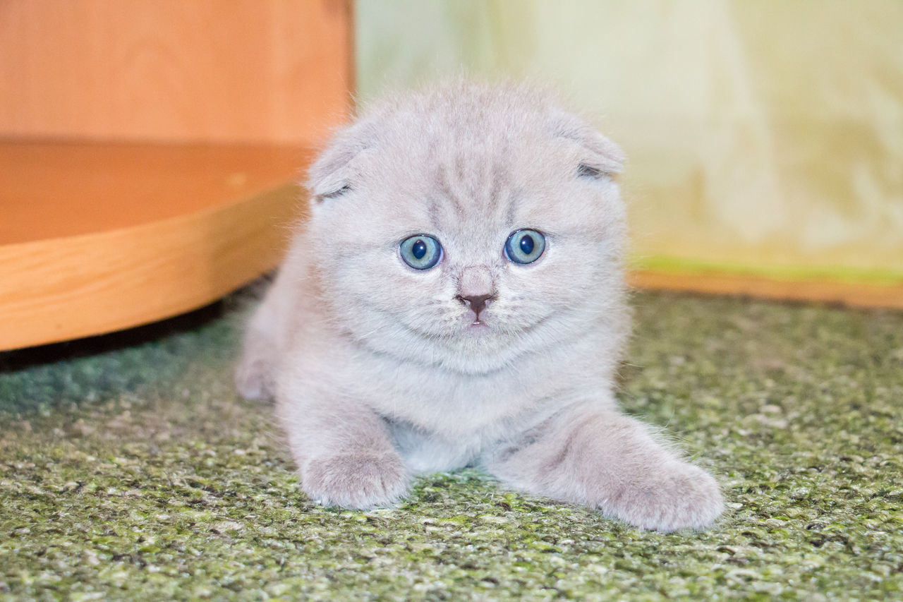 Шотландская Вислоухая Кошка Фото Купить