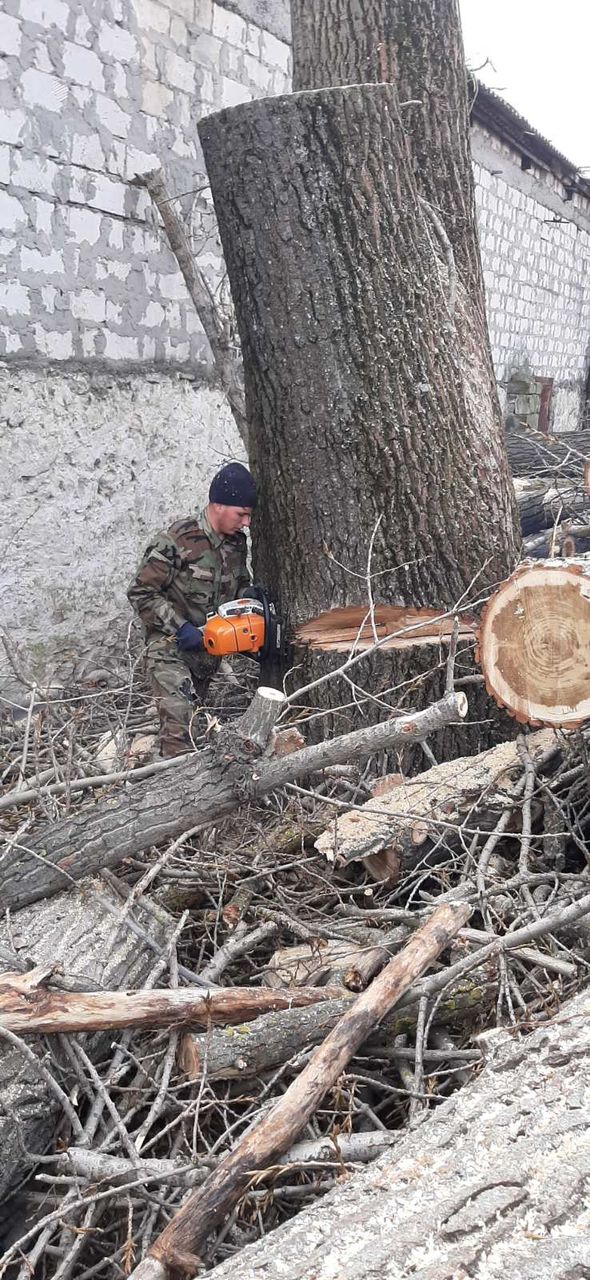 Taierea copacilor problematici, curatarea copacilor uscati. Curatarea Tuilor! foto 8