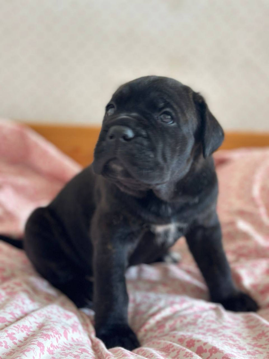 Cane Corso cu pedigree foto 3