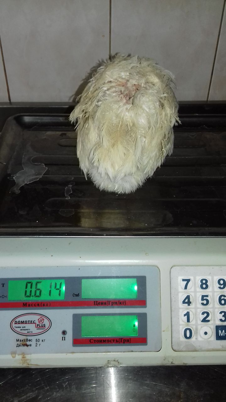 Oua incubatie  Jigantul Alb de Moscova-600gr.balti. фото 1