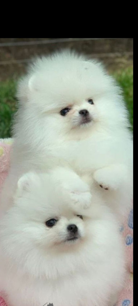 Мини(toi spitz Pomeranian) foto 2