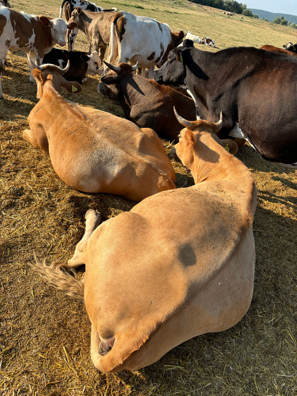 Cumpăr animale toată Moldova foto 0