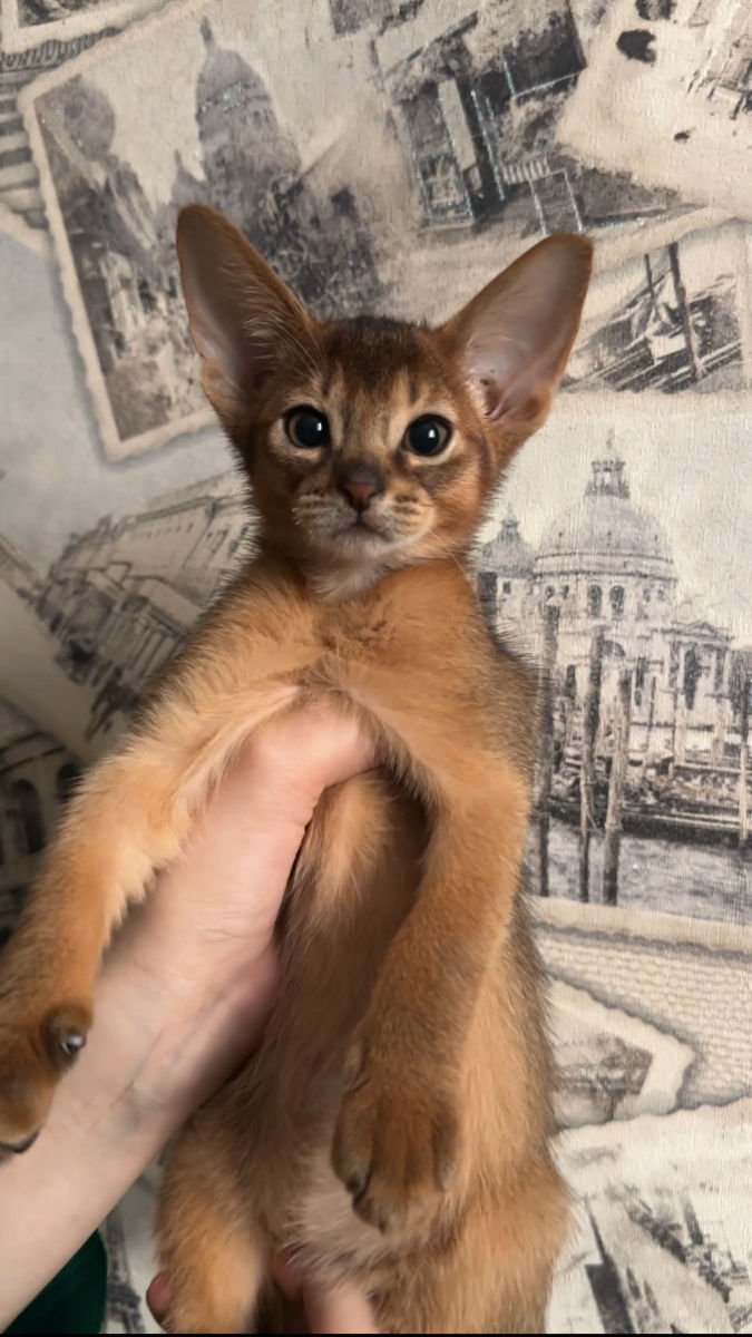 Абисинские котята