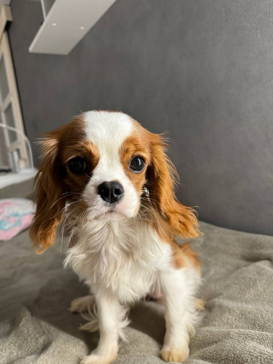 Cavaler King Charles spaniel