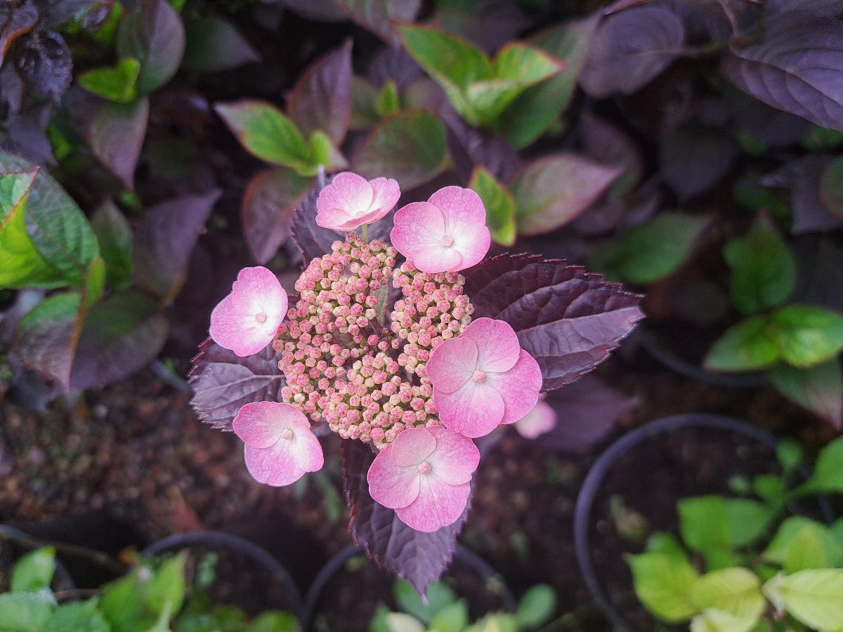 Hortensia foto 4