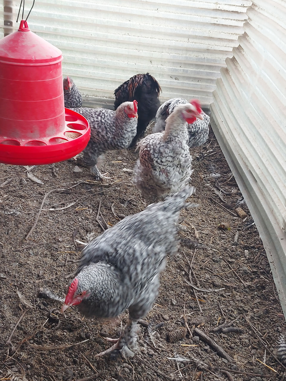 Цыплята суточные кур породы "французский маран" 50 лей