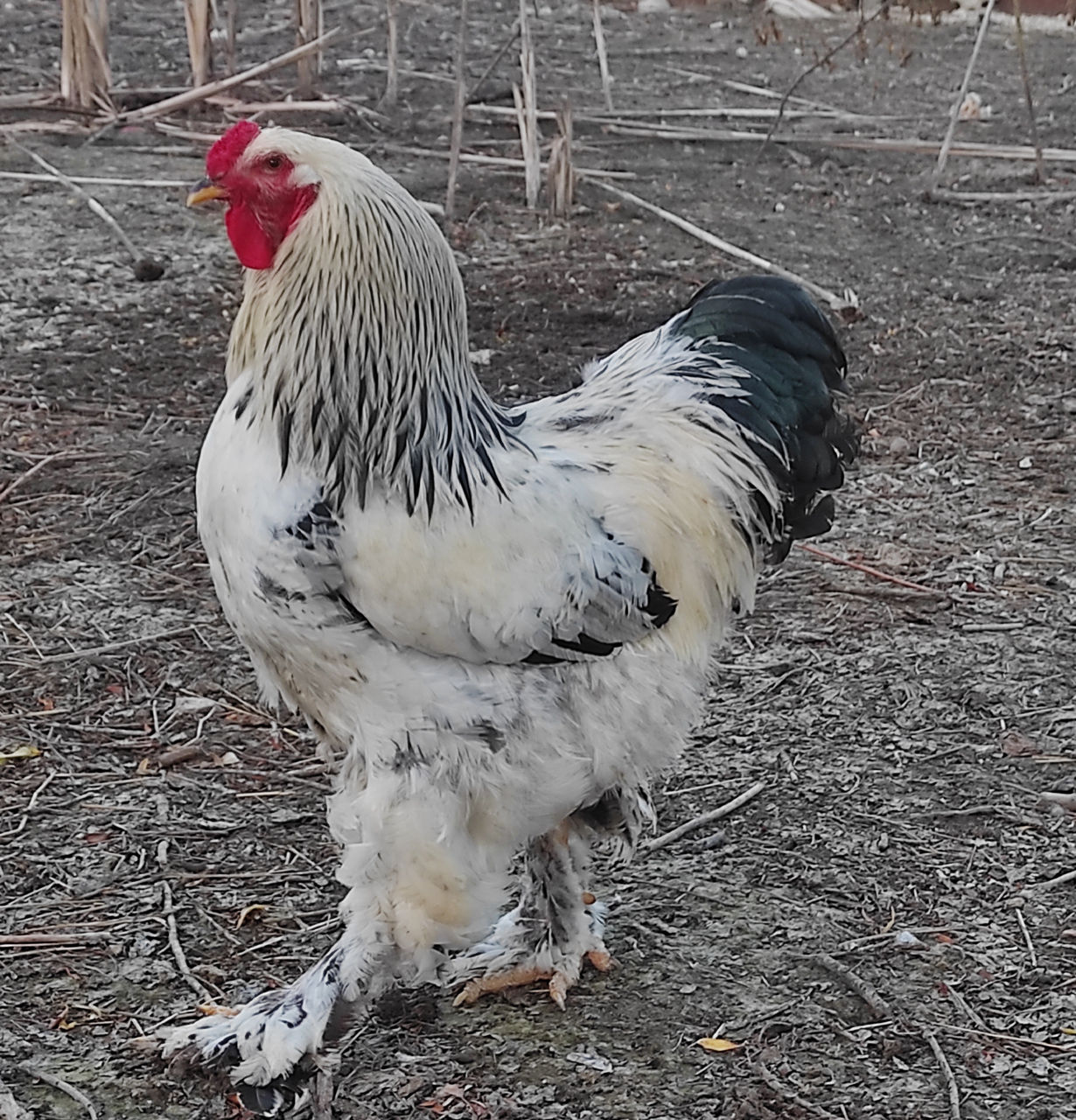 De vanzare cocos Brama HD (Brahma) rasa curata, gaini si oua pentru incubare , livrare foto 0