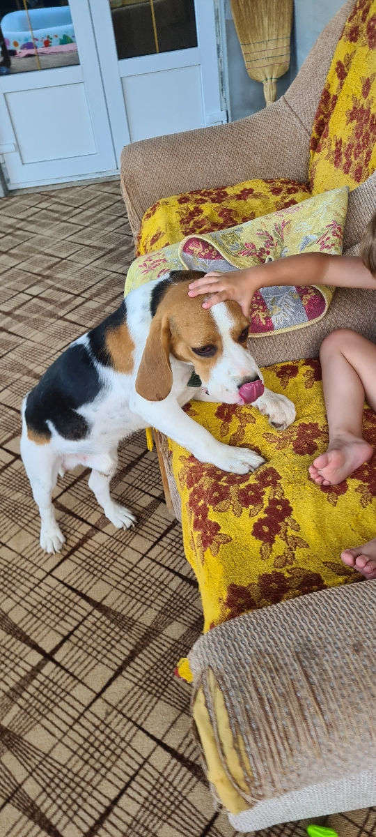 Mascul Beagle La împerechere foto 3