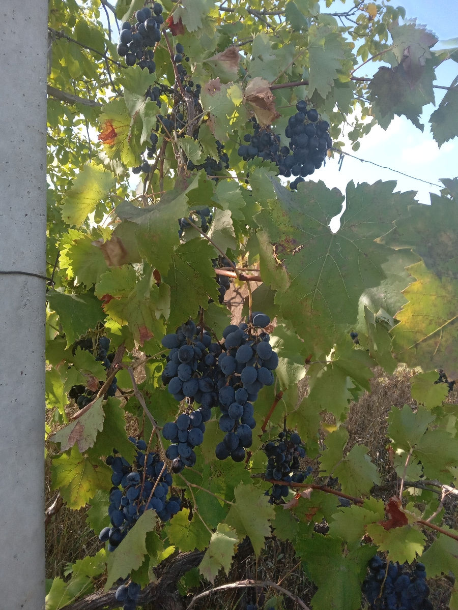 Vind Poama La Vin Moldova 3 Lei vind-poama-la-vin-moldova-3-lei