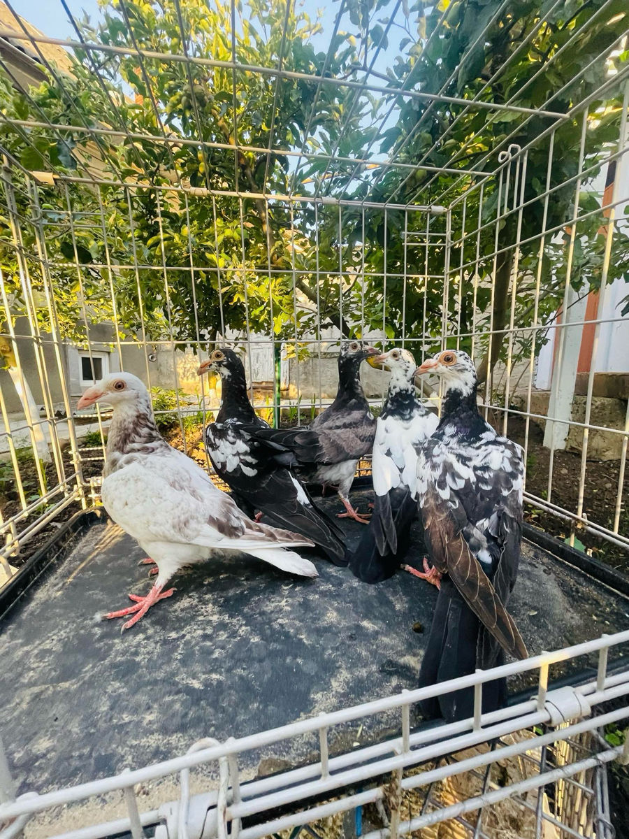 Porumbei Karel meulemans, voiajori stil vechi, voiajori italieni de expoziție foto 5